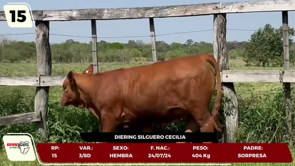 Lote LOTE 15 - JUNIOR