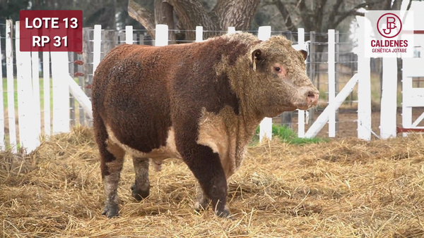 Lote Toro PR