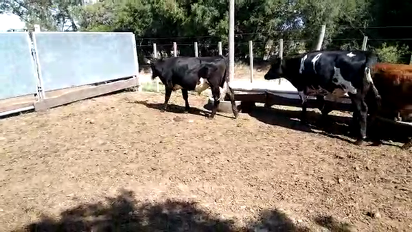 Lote (Vendido)13 Novillos 1 a 2 años ANGUS Y CRUZAS 265kg -  en RADIAL JUAN LACAZE