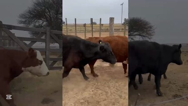 Lote 75 VACAS G/P MEDIO USO C/ gtia de preñez