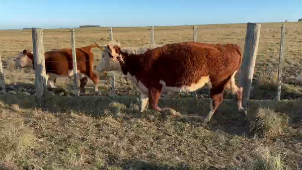Lote 28 Vaca 389kg - , Rivera