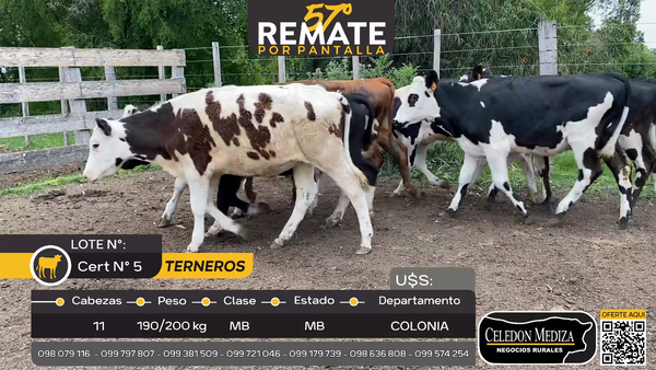 Lote 11 Terneros en Miguelete, Colonia