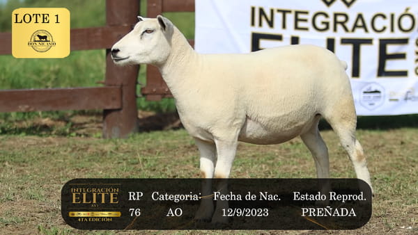 Lote LOTE 1