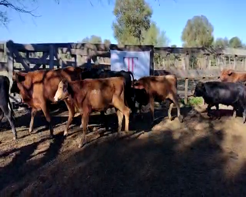 Lote 192 terneros - Tres Isletas Pcia Chaco