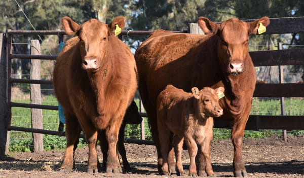 Lote "Cabaña ""La Marianita"" Vacas primera paricion primavera mas"
