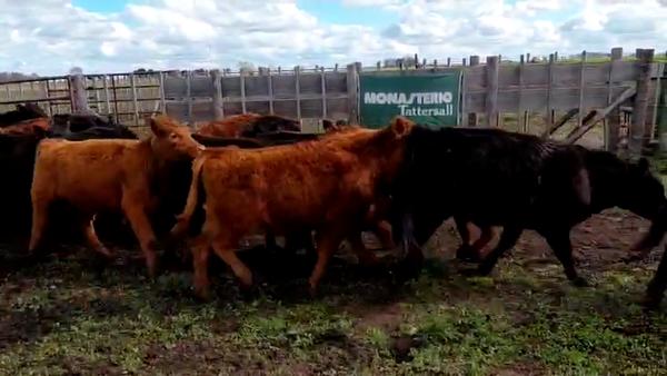 Lote 24 Vaquillonas en Buenos Aires, Chillar