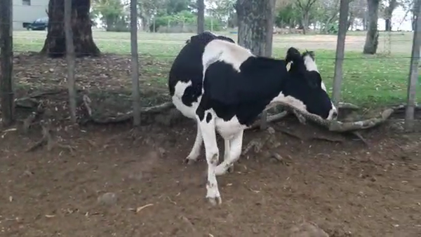 Lote 2 Vaquillonas holando