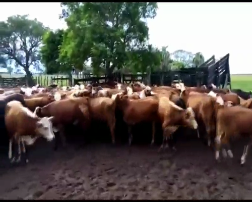 Lote 85 Novillitos en San Roque, Corrientes