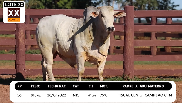 Lote LOTE 20