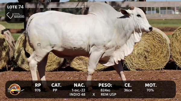 Lote LOTE 74