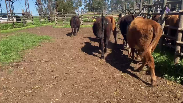 Lote 32 Vaquilla Engorda en Casablanca, V  Región Valparaíso