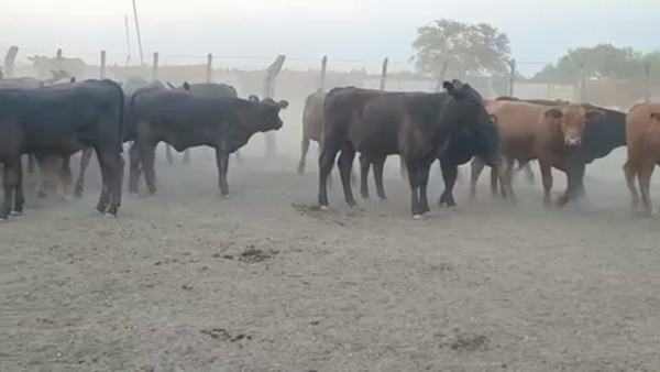 Lote 69 Terneros/as en Villaguay, Entre Ríos