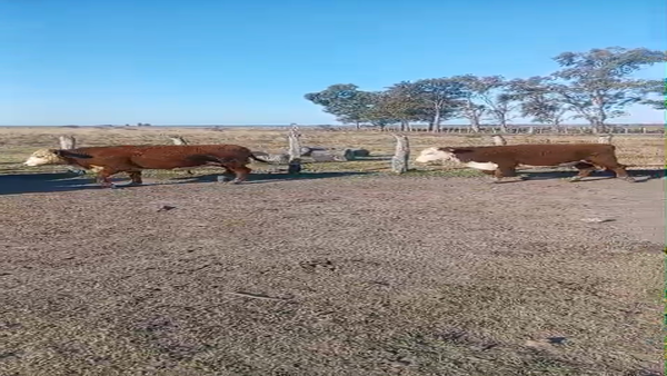 Lote 80 Novillitos