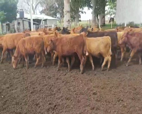 Lote 65 Terneros en Federal, Entre Ríos