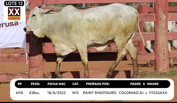 Lote LOTE 13