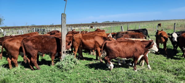 Lote 31 Terneros en Gral. Lamadrid, Buenos Aires