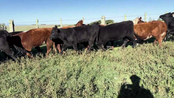 Lote VAQUILLONAS ENTORADAS