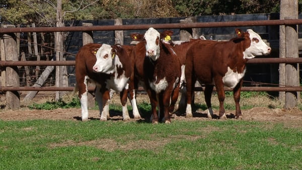 Lote VAQUILLONAS C/ SERVICIO BRAFORD CABAÑA LOS ALGARROBOS