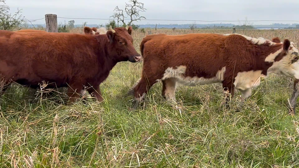Lote 25 Novillitos y vaquillonas en Corrientes, Monte Caseros