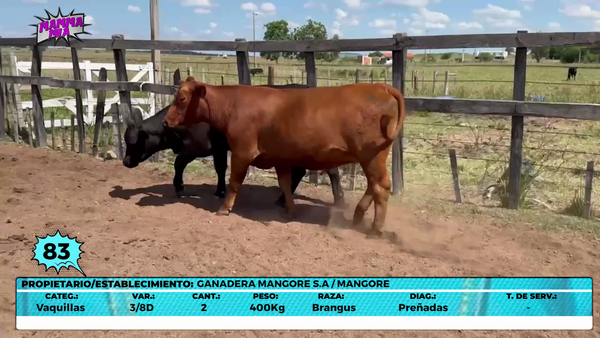 Lote LOTE 83- EN VIVO