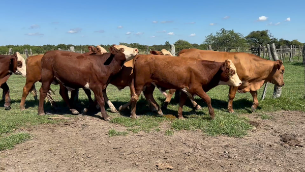 Lote 6 Novillos en Corrientes, Mercedes