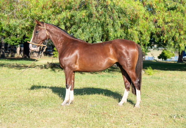 Lote TRIGAL SEDUTOR DEL PORRÚA