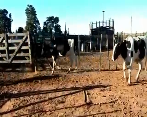 Lote 25 Terneros en Canals, Córdoba