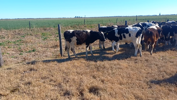 Lote 25 Novillitos Holandor Argentino en Porteña, Córdoba