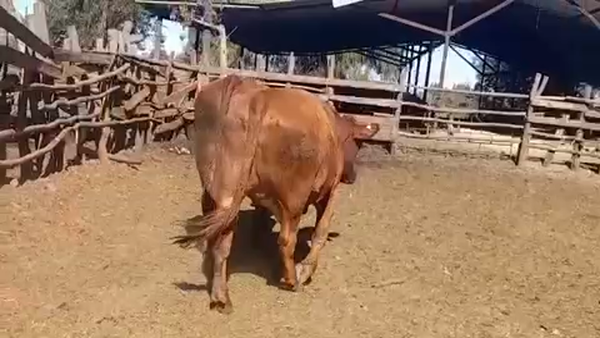 Lote 45 Novillo Gordo en Linares, VII  Región Maule