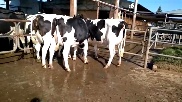 Lote Vaquillonas Paridas - Jorse Luis Perren