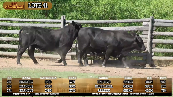 Lote LOTE 41