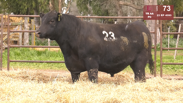 23 4093 — TOROS ANGUS NEGROS  PC