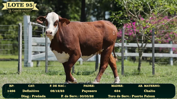 Lote LOTE 95
