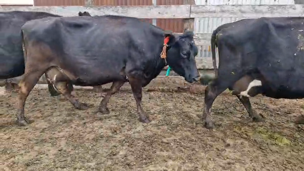 Lote 3 Vaca, San José