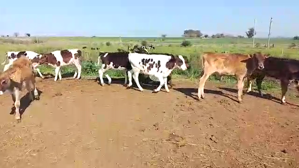 Lote 8 Terneros HOLANDO 90kg - , San José