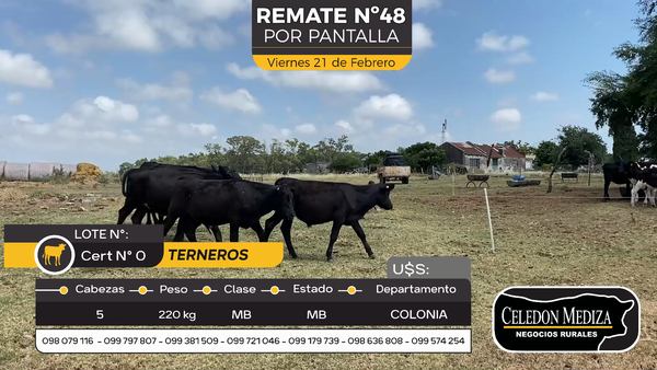 Lote 5 Terneros y Terneras en Otra Localidad, Colonia
