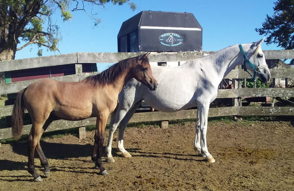 Lote 59 - Fadar Dukilla