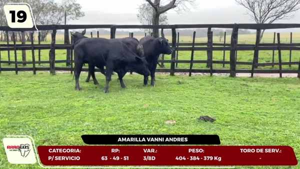 Lote LOTE 19- EN VIVO
