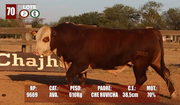 Lote Lote 70