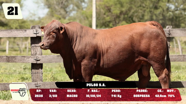 Lote LOTE 21 - DE CAMPO