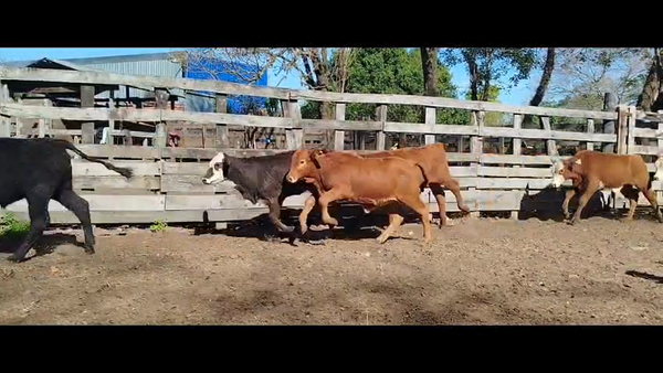 Lote 120 Terneros/as en Corrientes, San Cosme