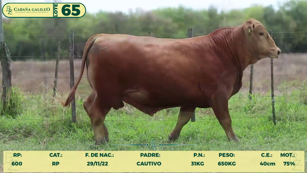 Lote LOTE 65