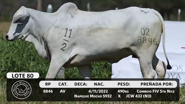 Lote LOTE 80