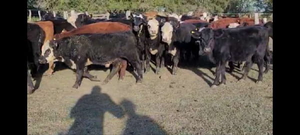 Lote 35 Terneros/as en Villaguay, Entre Ríos