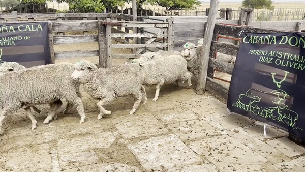 Lote Borregas 2D y DL (MO: Si)