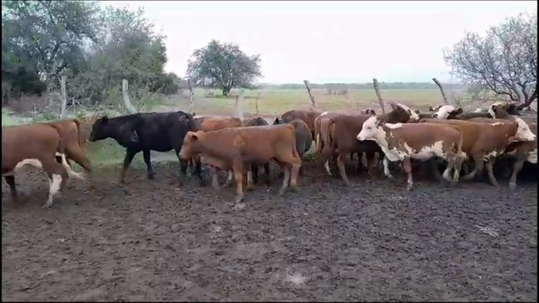 Lote 70 Terneras en Villaguay, Entre Ríos
