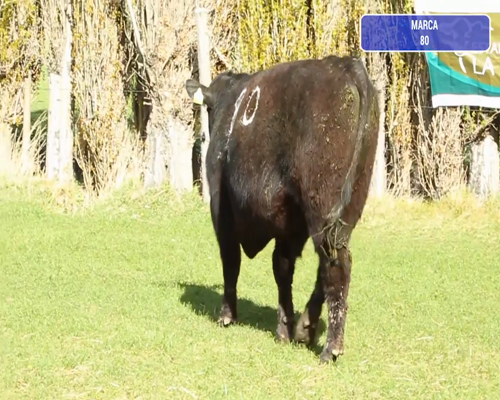 Lote 1 Toro en Río Ibáñez, XI Región Aysén