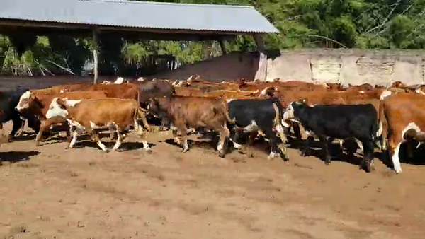 Lote 120 Terneras en San Roque, Corrientes