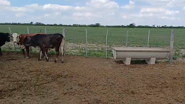 Lote 9 Vaquillonas Cruzas en Sunchales, Santa Fe