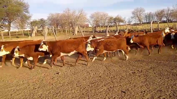 Lote 65 Terneras en Entre Ríos, Bovril